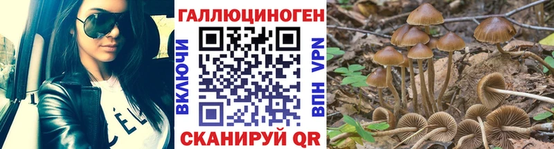 Купить где  Буинск  Галлюциногенные грибы Psilocybine cubensis 